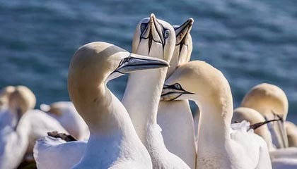 开云体育h5-利物浦客场大胜，领先出线之路