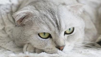 开云体育下摘-萨沃拉获得关键胜利，保住不败纪录